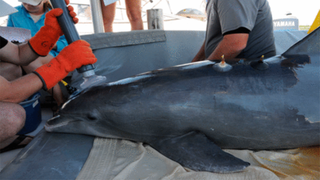 This Dolphin Getting Breathalyzed Is All of Us